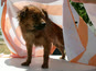 כלב רטוב מקבל טיפול מצוות הוטרינרים של צמח תערובות [צילום: סטודיו העמקים]